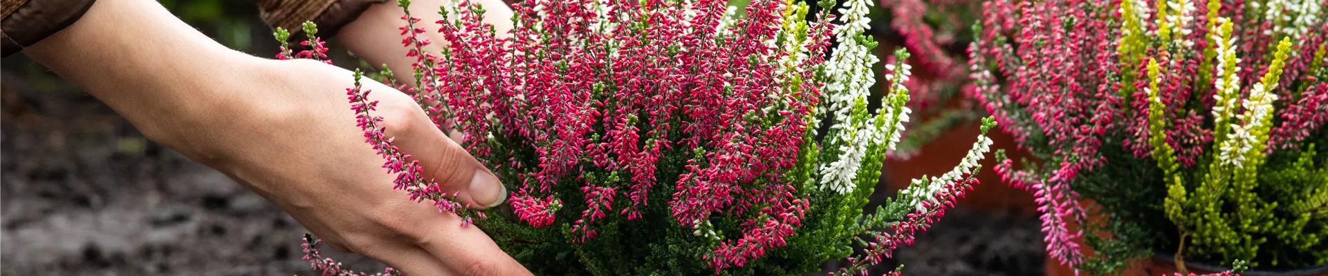 Heide pflanzen Heide pflanzen