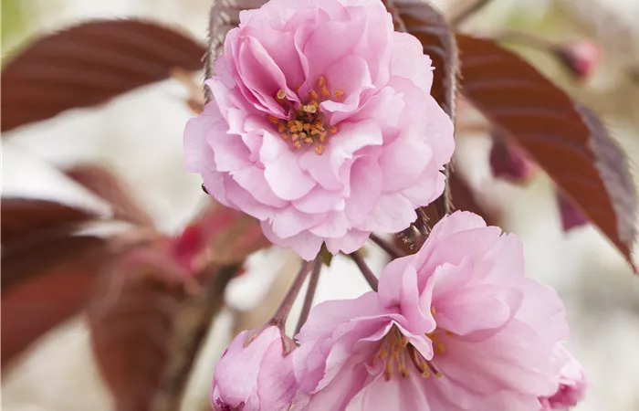 Prunus serrulata 'Royal Burgundy'® Prunus serrulata 'Royal Burgundy'®