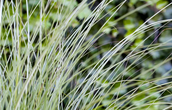 Miscanthus sinensis 'Gracillimus' Miscanthus sinensis 'Gracillimus'