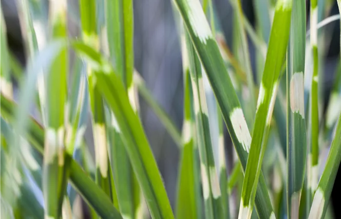 Miscanthus sinensis 'Strictus' Miscanthus sinensis 'Strictus'