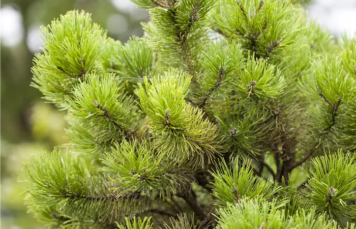 Pinus mugo Pinus mugo