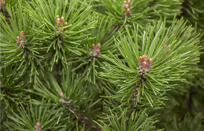 Pinus mugo 'Mops' Pinus mugo 'Mops'