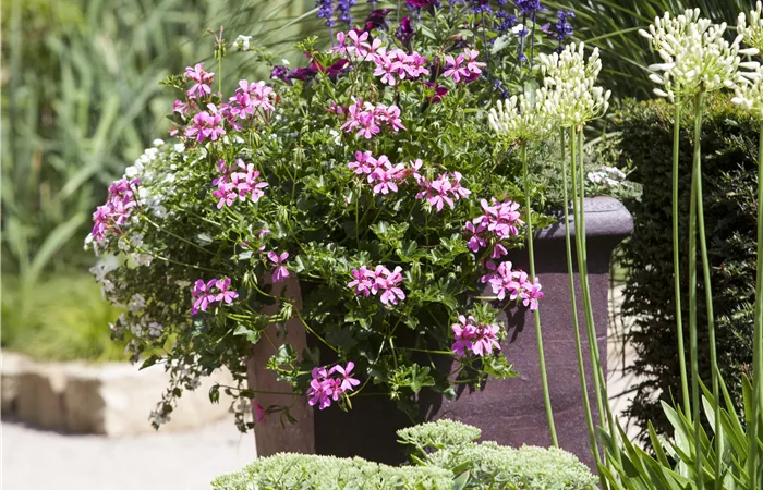 Pelargonium peltatum Pelargonium peltatum