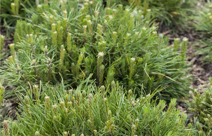 Pinus mugo subsp. mughus Pinus mugo subsp. mughus