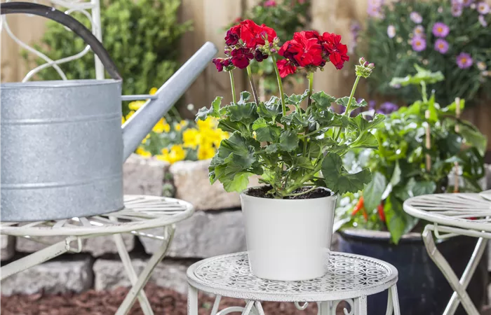 Pelargonium zonale Pelargonium zonale