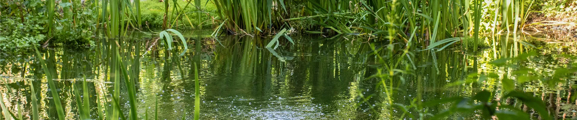 Teich im Garten Teich im Garten