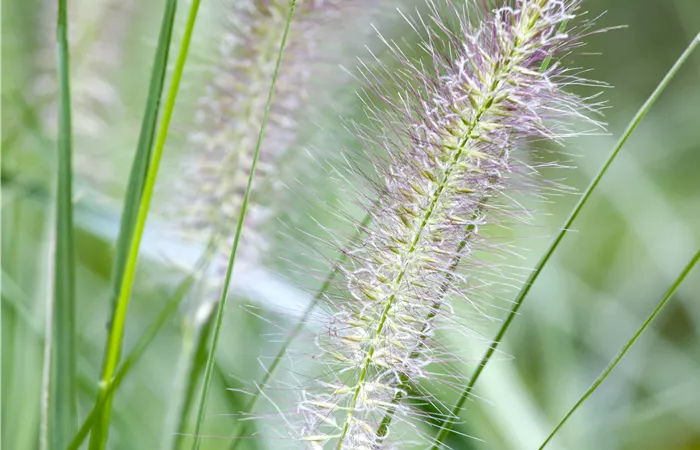 Pennisetum alopecuroides Pennisetum alopecuroides