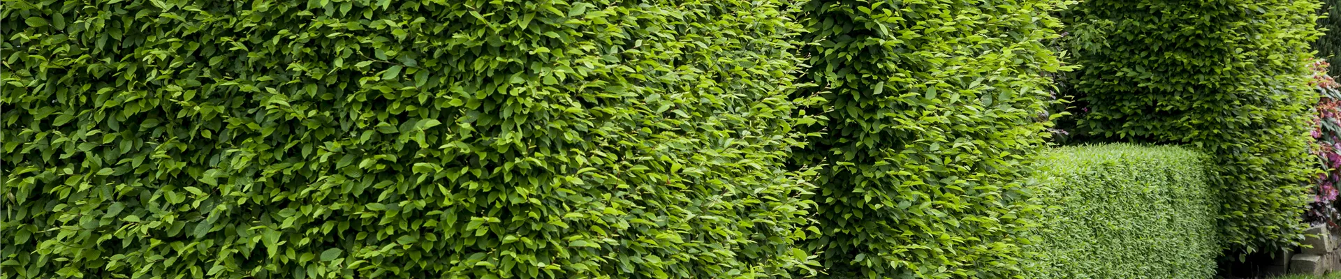 Buchenhecke Buchenhecke