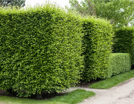 Die Hainbuche als pflegeleichter Star im Garten