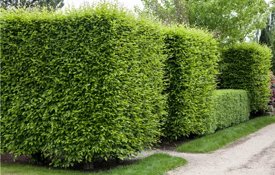 Die Hainbuche als pflegeleichter Star im Garten Die Hainbuche als pflegeleichter Star im Garten
