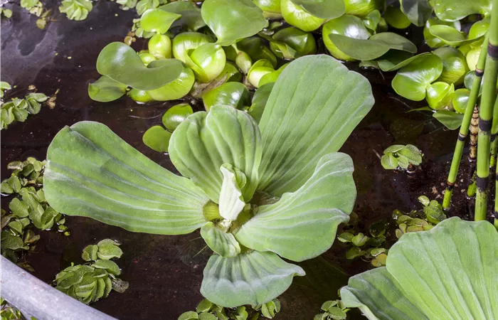 Pistia stratiotes Pistia stratiotes