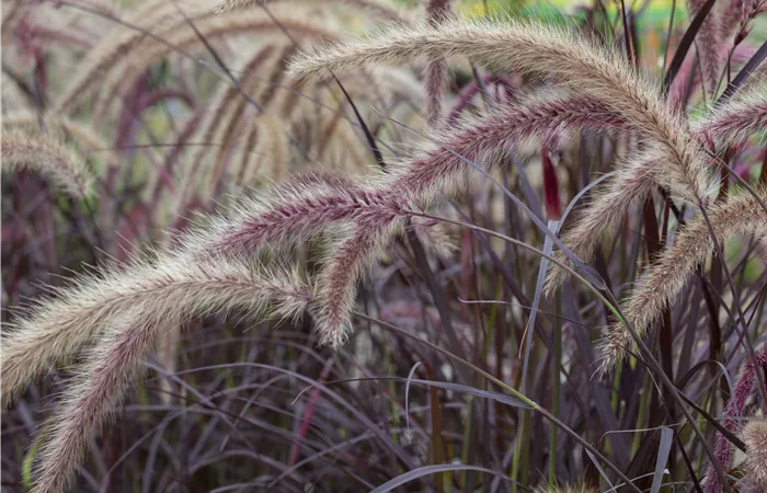Pennisetum setaceum Pennisetum setaceum