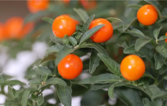 Korallenkirsche - Umtopfen Korallenkirsche - Umtopfen