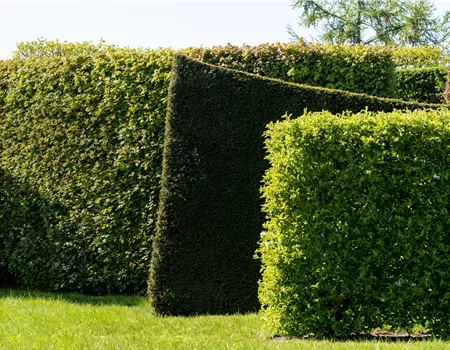 Die schönsten Heckenpflanzen für den Garten entdecken