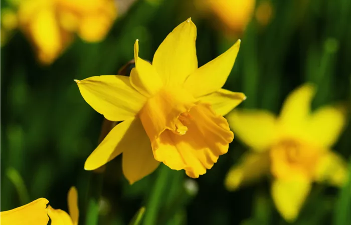 Narcissus cyclamineus 'Tête à Tête' Narcissus cyclamineus 'Tête à Tête'