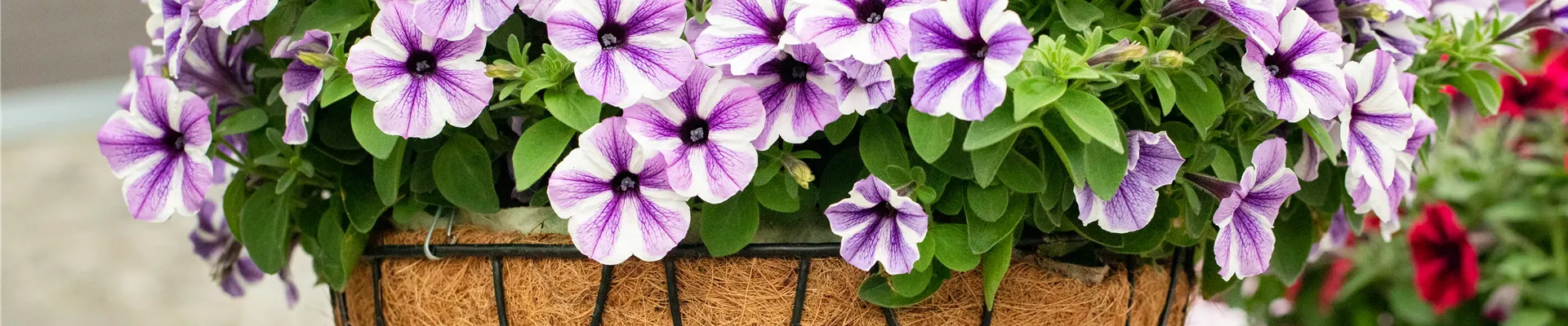 Petunia 'Sweetunia Starfish' Petunia 'Sweetunia Starfish'