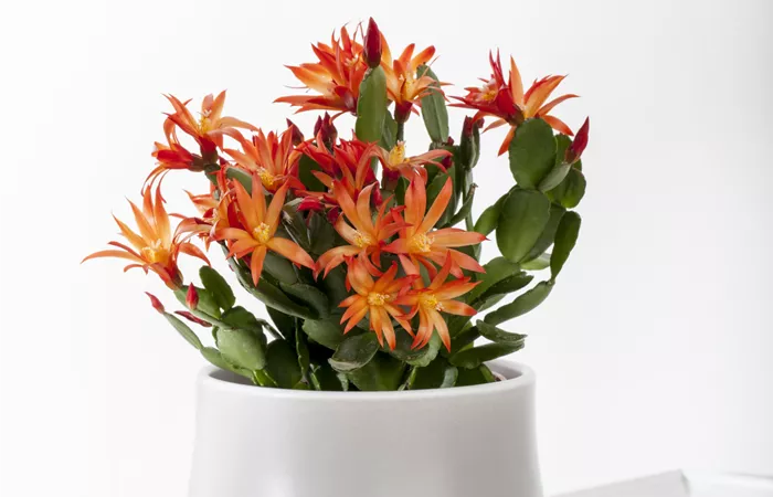 Rhipsalidopsis gaertneri Rhipsalidopsis gaertneri