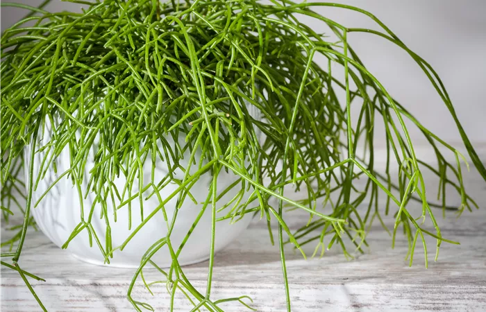 Rhipsalis baccifera Rhipsalis baccifera