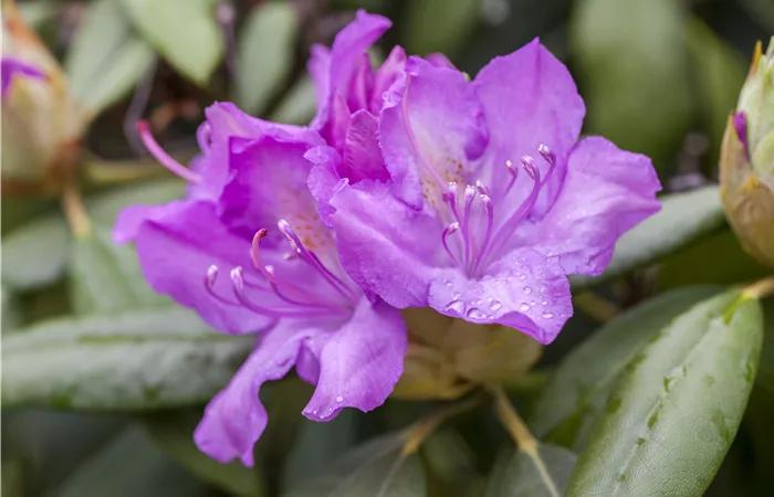 Rhododendron catawbiense Rhododendron catawbiense