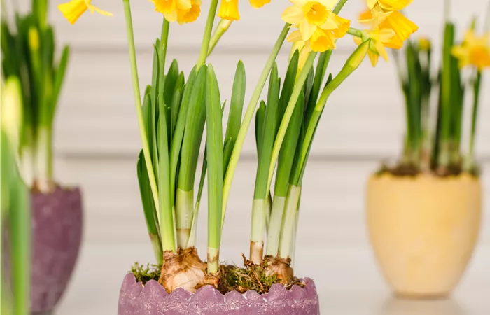 Narcissus pseudonarcissus Narcissus pseudonarcissus