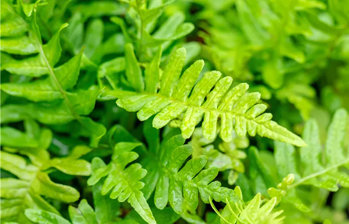 Polypodium vulgare Polypodium vulgare