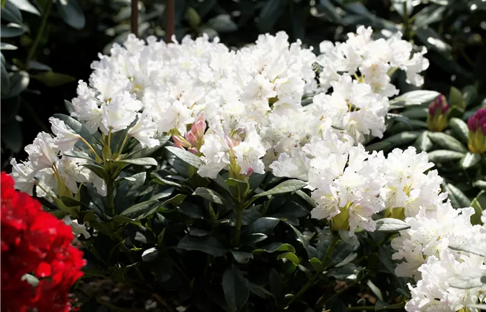 Rhododendron 'Cunningham´s White' Rhododendron 'Cunningham´s White'