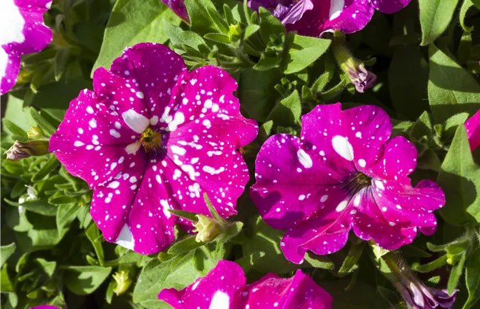 Petunia 'BabyDoll'® Petunia 'BabyDoll'®