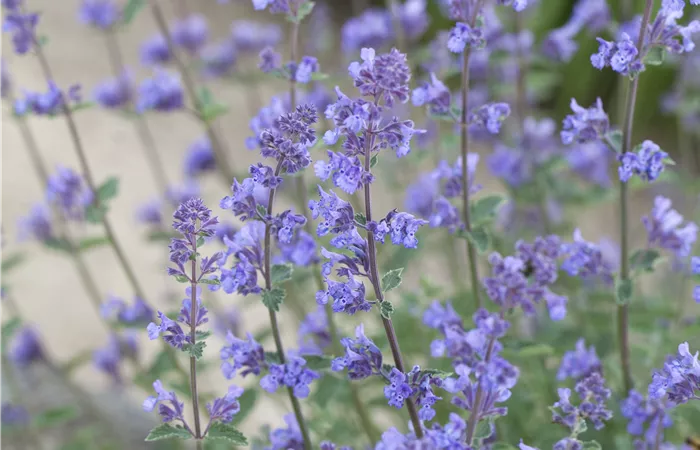 Nepeta x faassenii Nepeta x faassenii