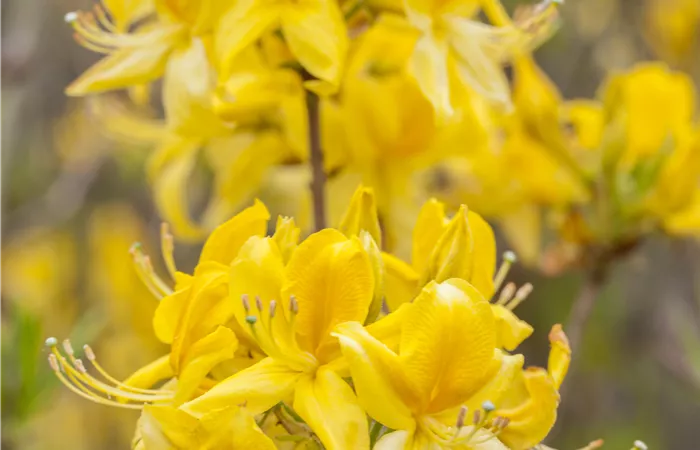 Rhododendron luteum Rhododendron luteum