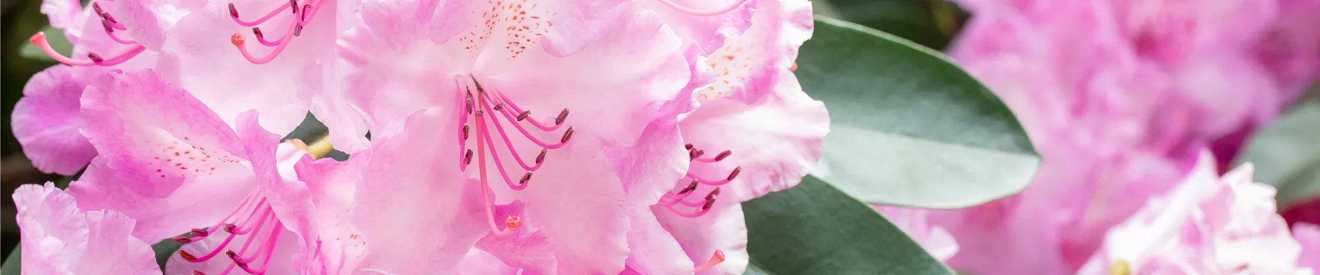 Rhododendron 'Aristide Briand' Rhododendron 'Aristide Briand'