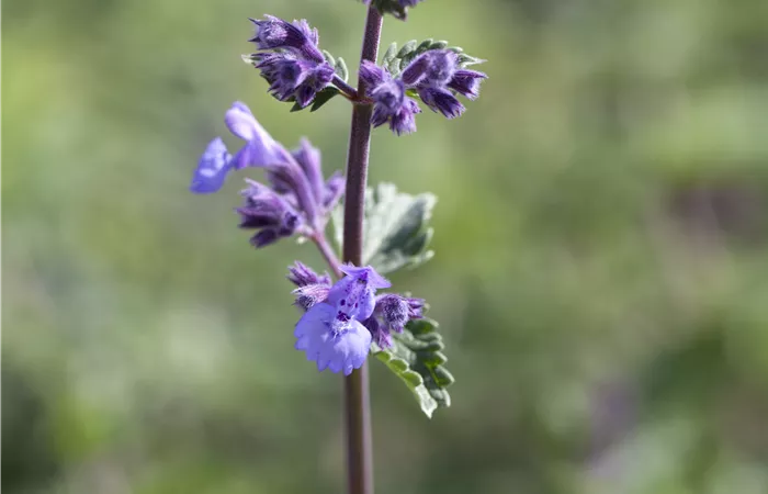 Nepeta x faassenii 'Walker´s Low' Nepeta x faassenii 'Walker´s Low'