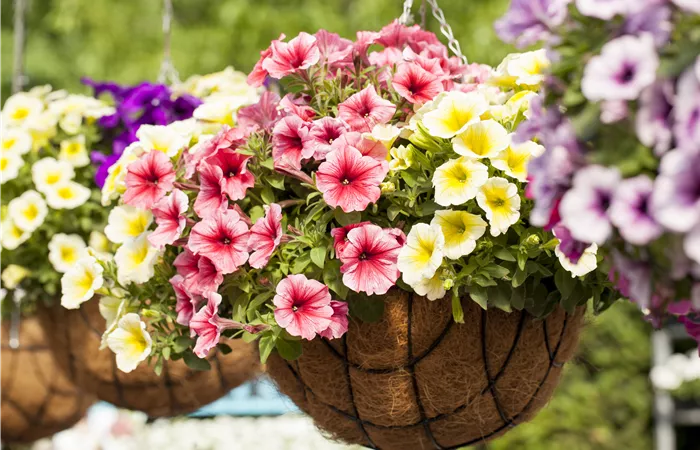 Petunia 'Potunia'® Petunia 'Potunia'®