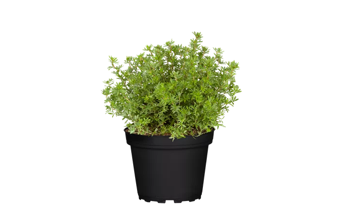 Potentilla fruticosa Potentilla fruticosa