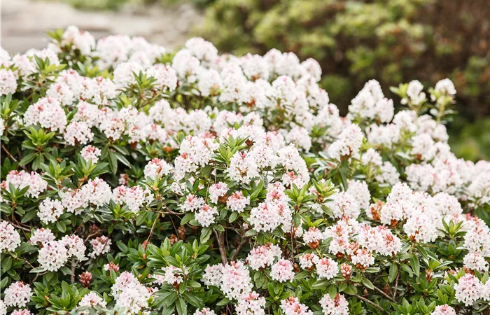 Rhododendron micranthum 'Bloombux'® Rhododendron micranthum 'Bloombux'®