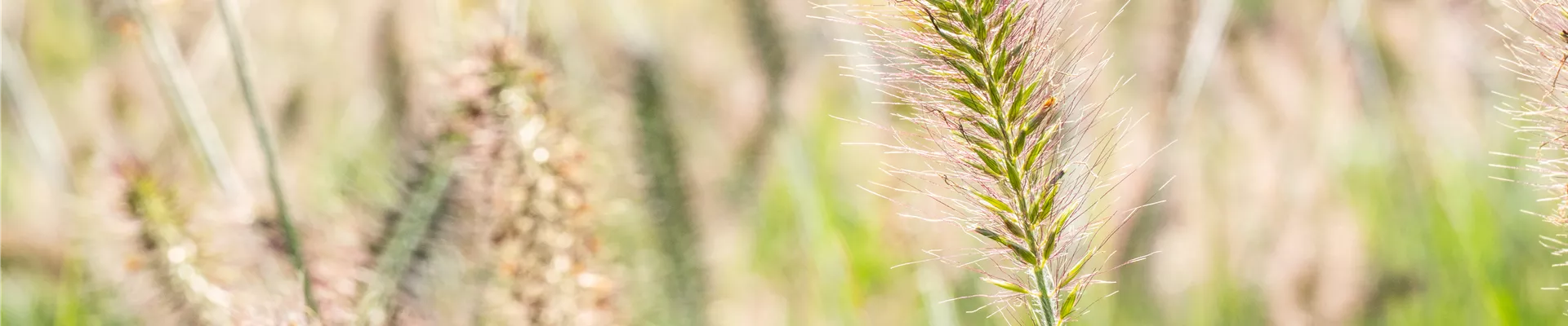 Pennisetum alopecuroides 'Hameln' Pennisetum alopecuroides 'Hameln'