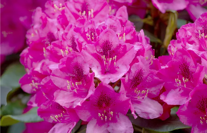 Rhododendron 'Nova Zembla' Rhododendron 'Nova Zembla'