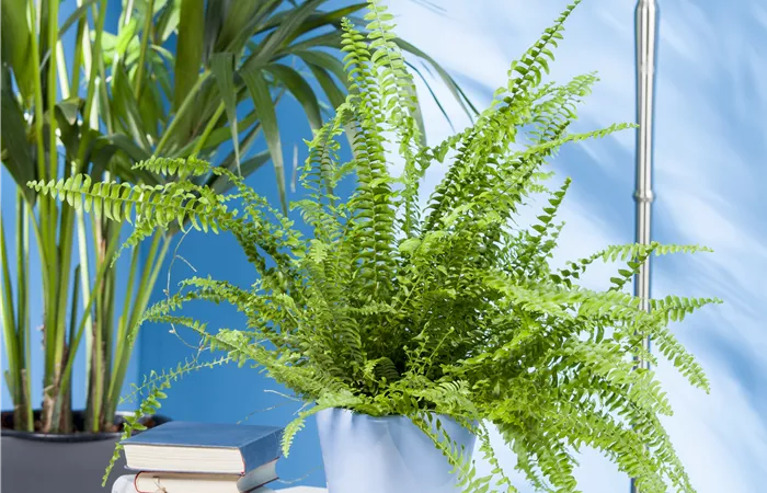 Nephrolepis exaltata Nephrolepis exaltata