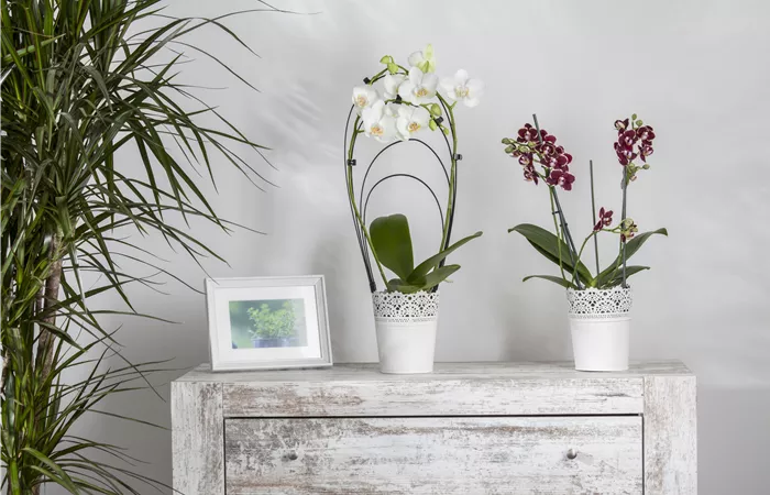 Phalaenopsis Phalaenopsis