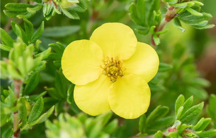 Potentilla fruticosa 'Kobold' Potentilla fruticosa 'Kobold'