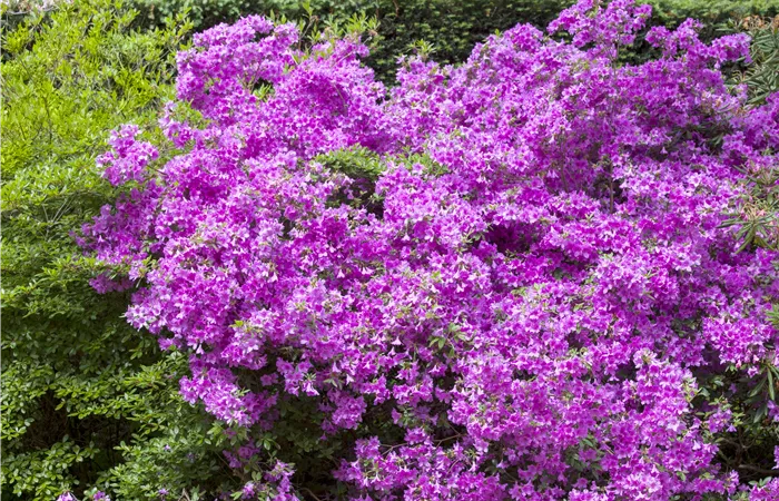 Rhododendron obtusum Rhododendron obtusum