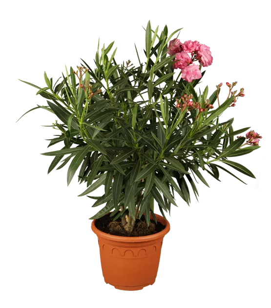 Nerium oleander