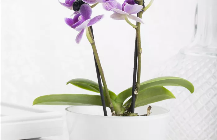 Phalaenopsis Mini Phalaenopsis Mini