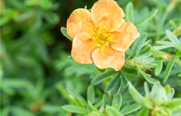 Potentilla fruticosa 'Red Ace' Potentilla fruticosa 'Red Ace'