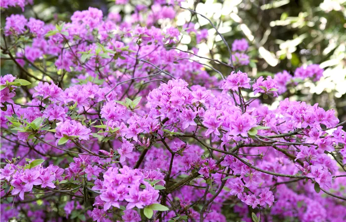 Rhododendron 'Praecox' Rhododendron 'Praecox'