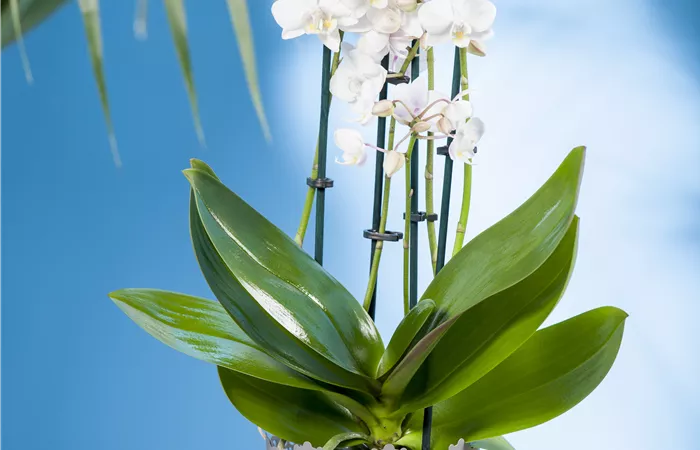 Phalaenopsis multiflora Phalaenopsis multiflora