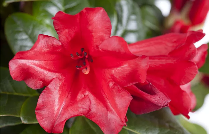 Rhododendron repens 'Scarlet Wonder' Rhododendron repens 'Scarlet Wonder'