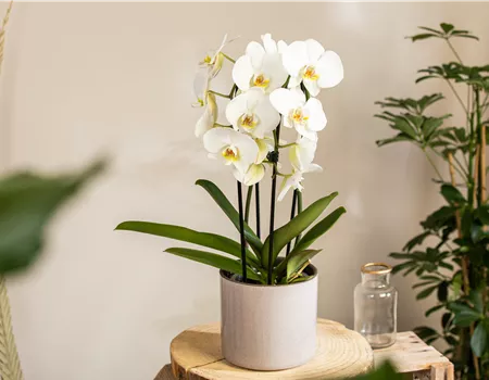 Die beliebtesten Orchideen für echte Pflanzenfans