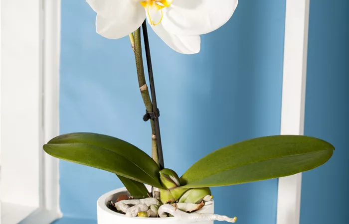 Phalaenopsis 'Singolo'® Phalaenopsis 'Singolo'®