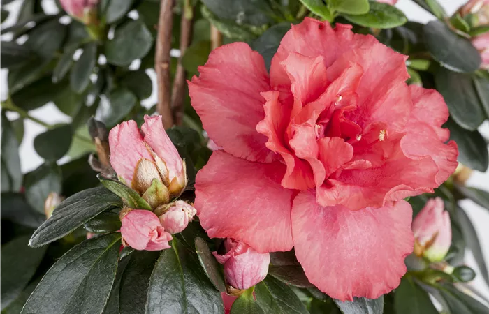 Rhododendron simsii Rhododendron simsii