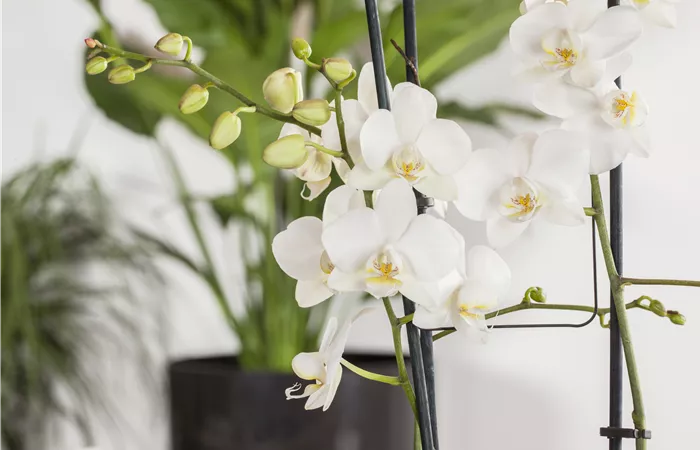 Phalaenopsis 'Tropic Snowball' Phalaenopsis 'Tropic Snowball'